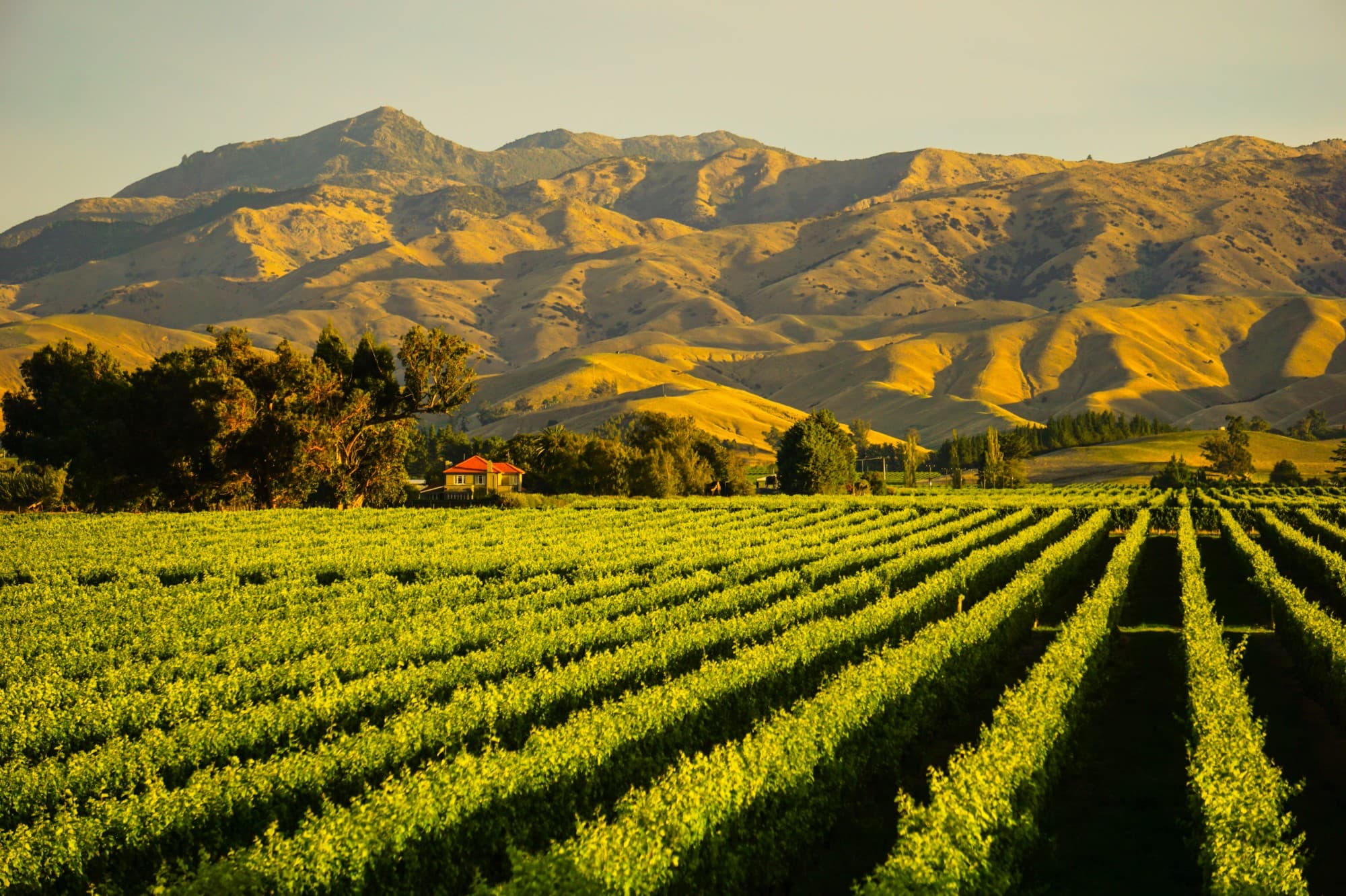 Vineyards Close to Sunset Blenheim